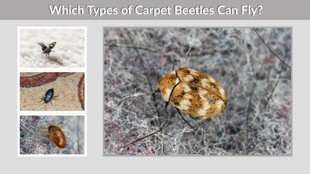 Which Types of Carpet Beetles Can Fly?