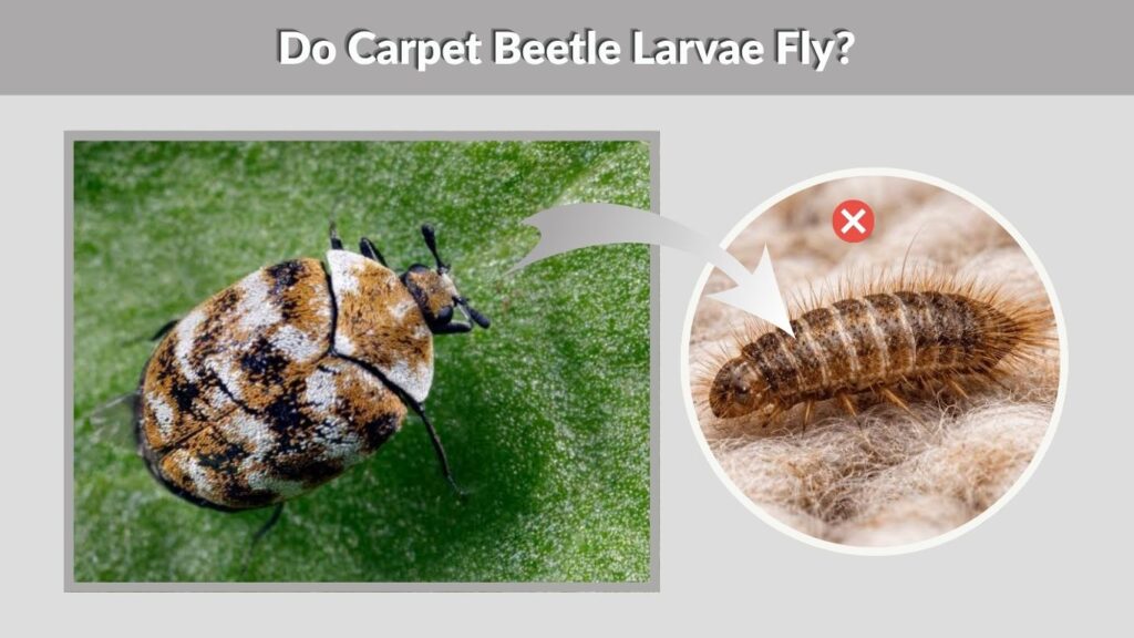 Do Carpet Beetle Larvae Fly?
