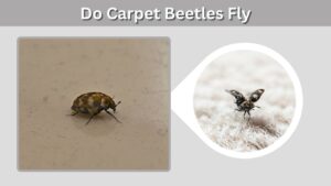 Do Carpet Beetles Fly? Adults, Larvae & Flight Habits