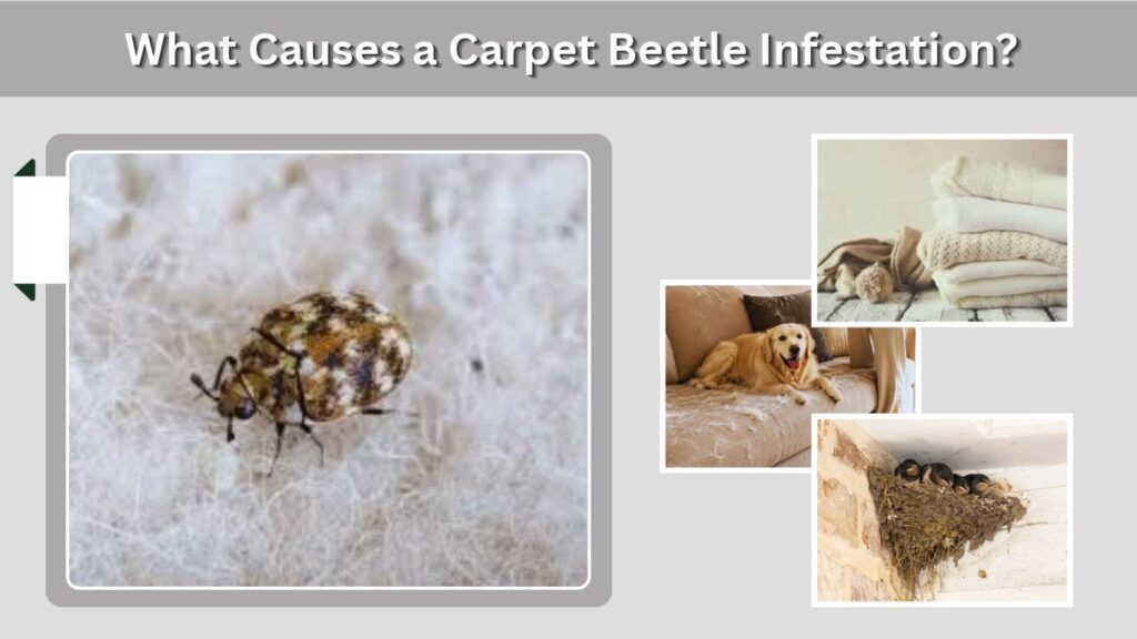 What Causes a Carpet Beetle Infestation?