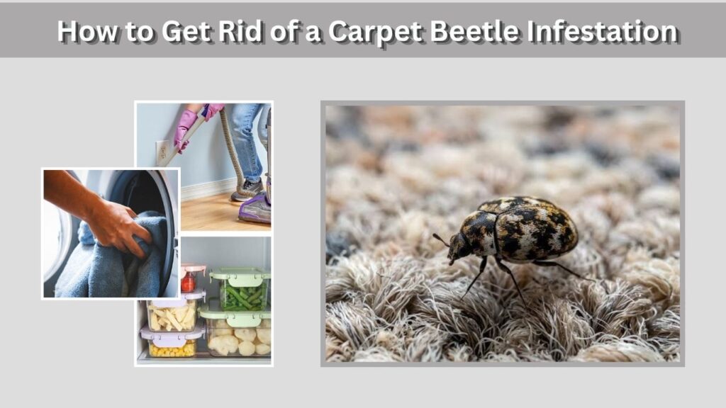 How to Get Rid of a Carpet Beetle Infestation