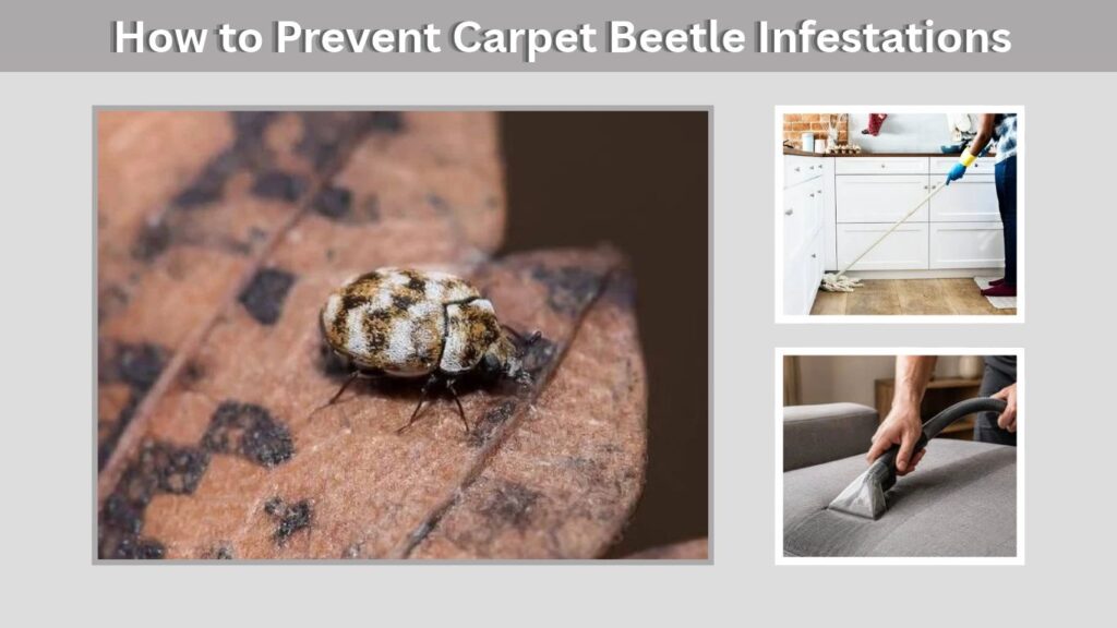 How to Prevent Carpet Beetle Infestations