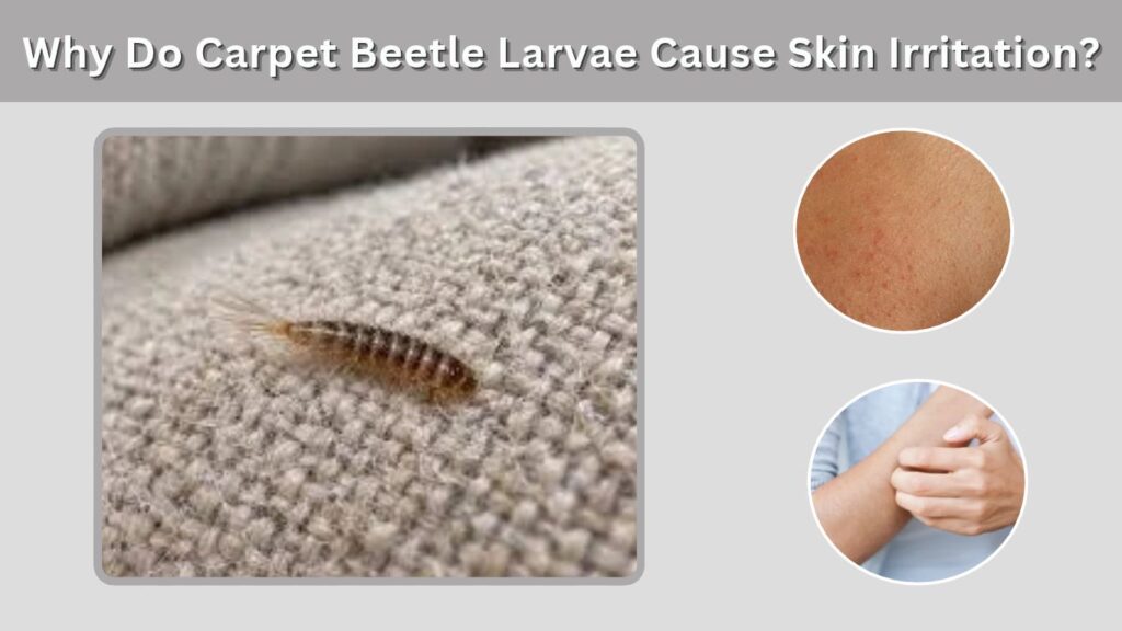 Why Do Carpet Beetle Larvae Cause Skin Irritation?