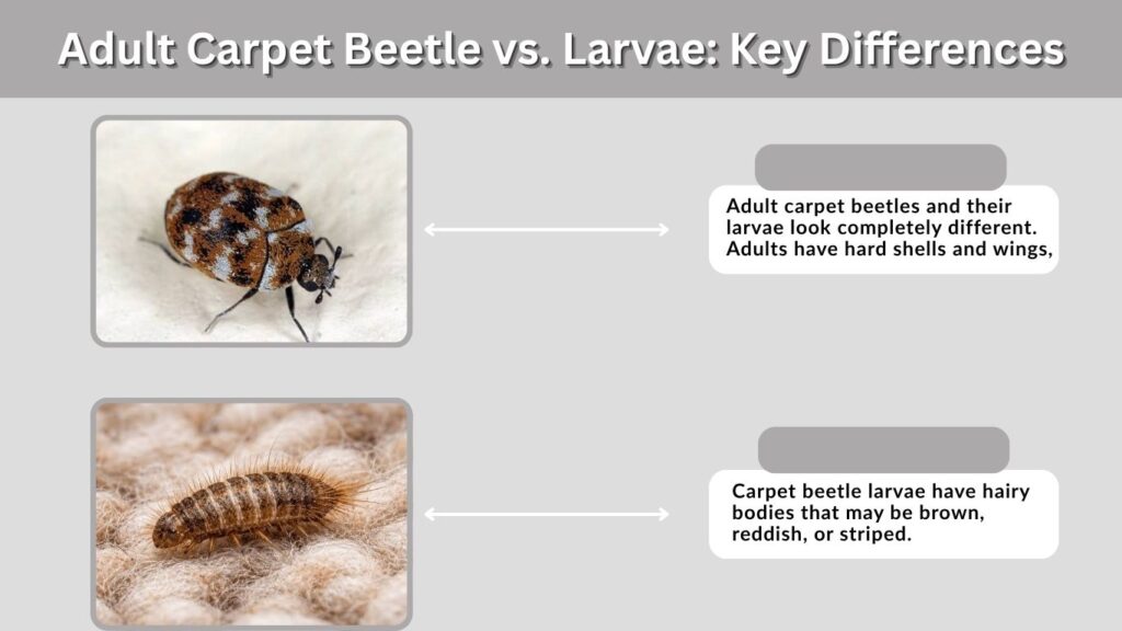 Adult Carpet Beetle vs. Larvae: Key Differences