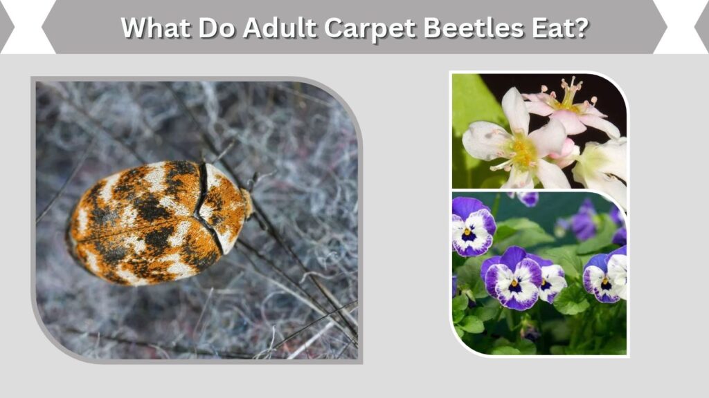 What Do Adult Carpet Beetles Eat?