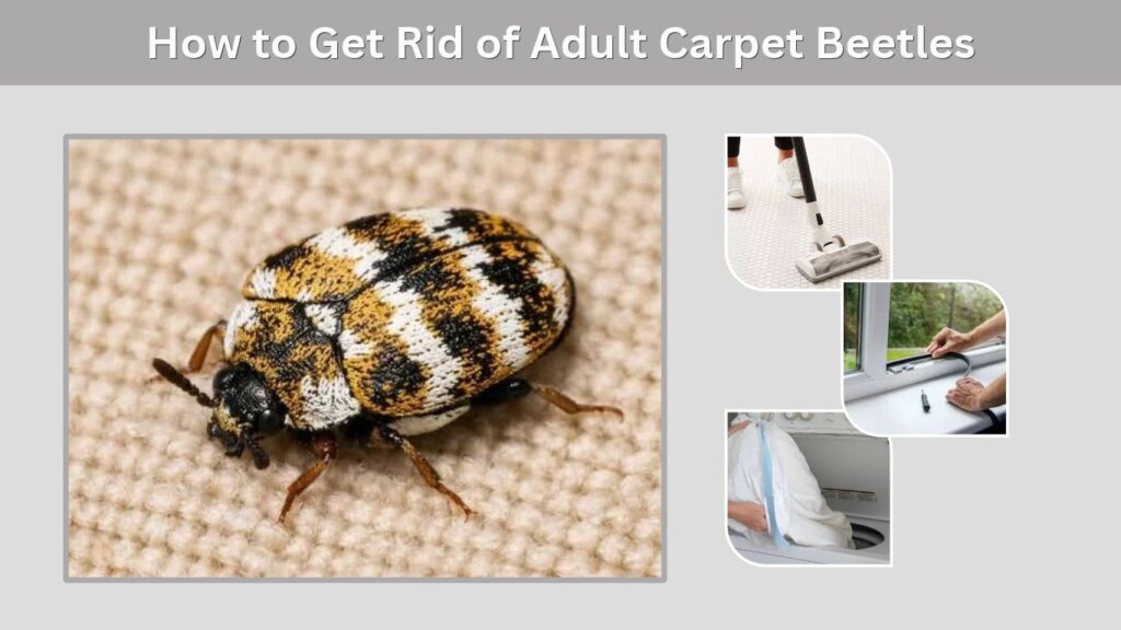 How to Get Rid of Adult Carpet Beetles