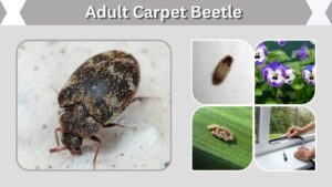 Adult Carpet Beetle: Identification, Diet, and Lifespan