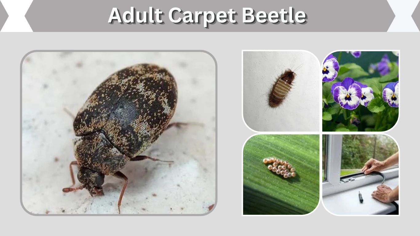 Adult Carpet Beetle: Identification, Diet, and Lifespan