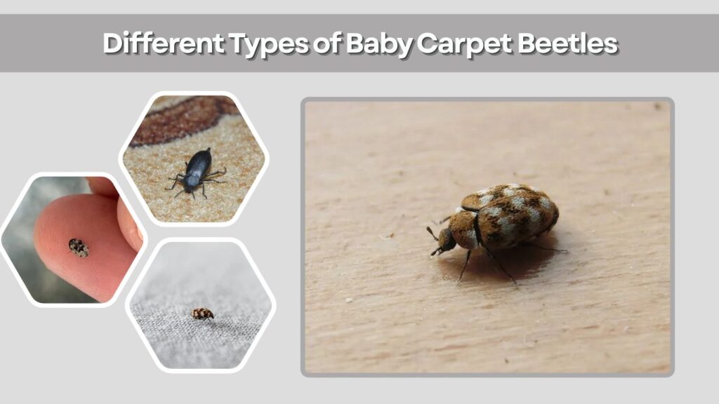 Different Types of Baby Carpet Beetles
