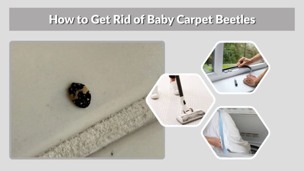 How to Get Rid of Baby Carpet Beetles