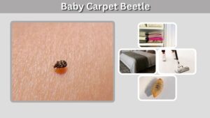 Baby Carpet Beetle: Identification, Size, and Removal