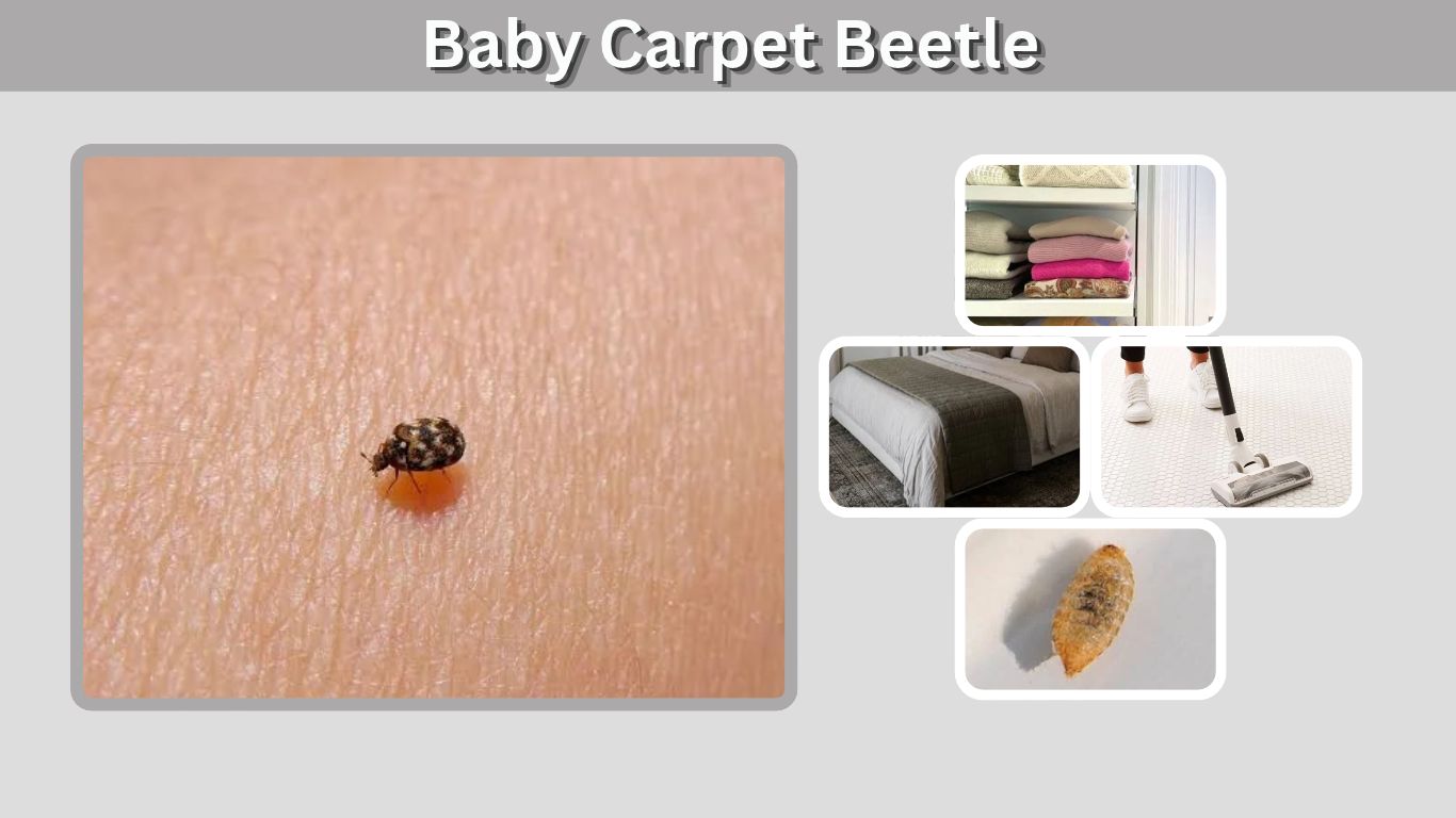 Baby Carpet Beetle: Identification, Size, and Removal