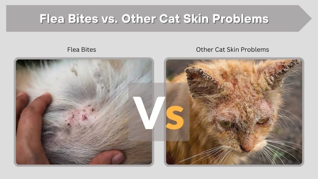 Flea Bites vs. Other Cat Skin Problems