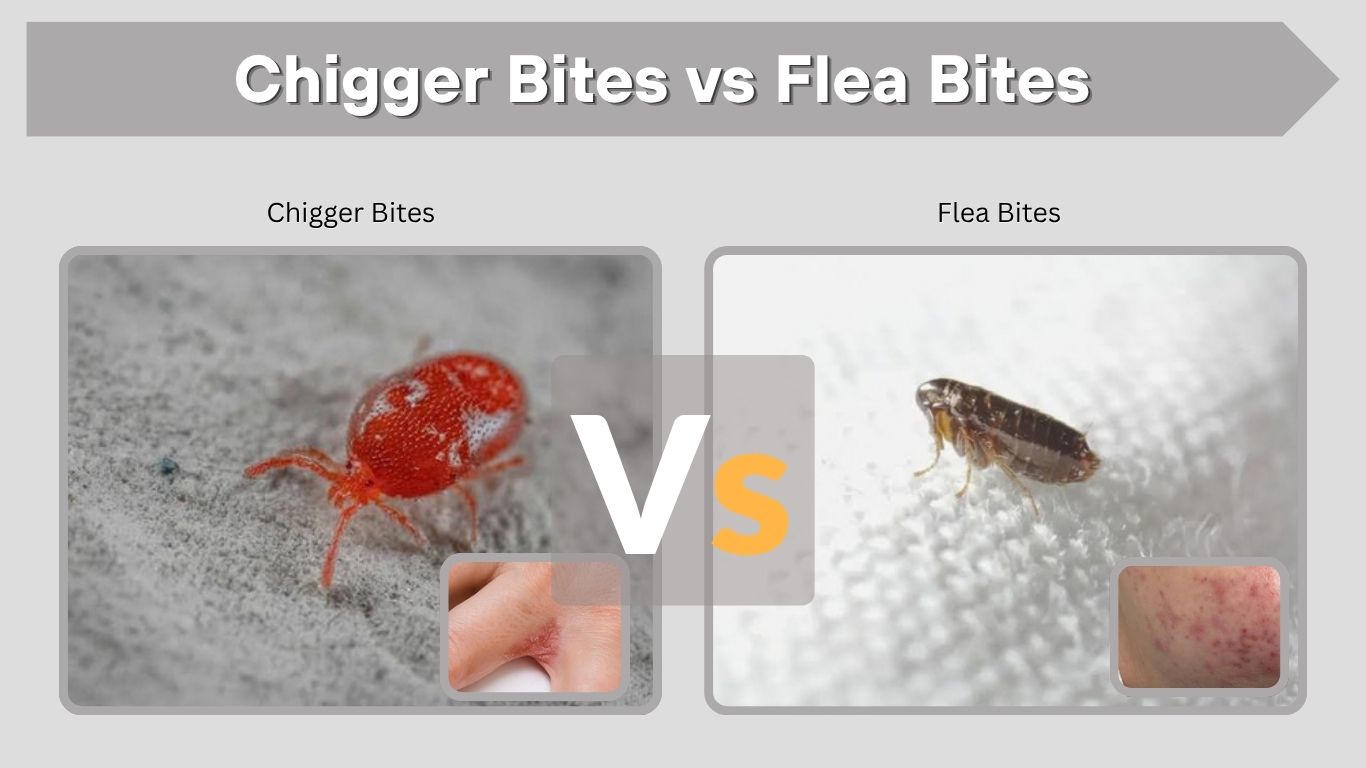 Chigger Bites vs Flea Bites: How to Tell Them Apart