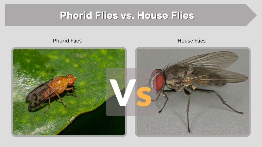 House Flies