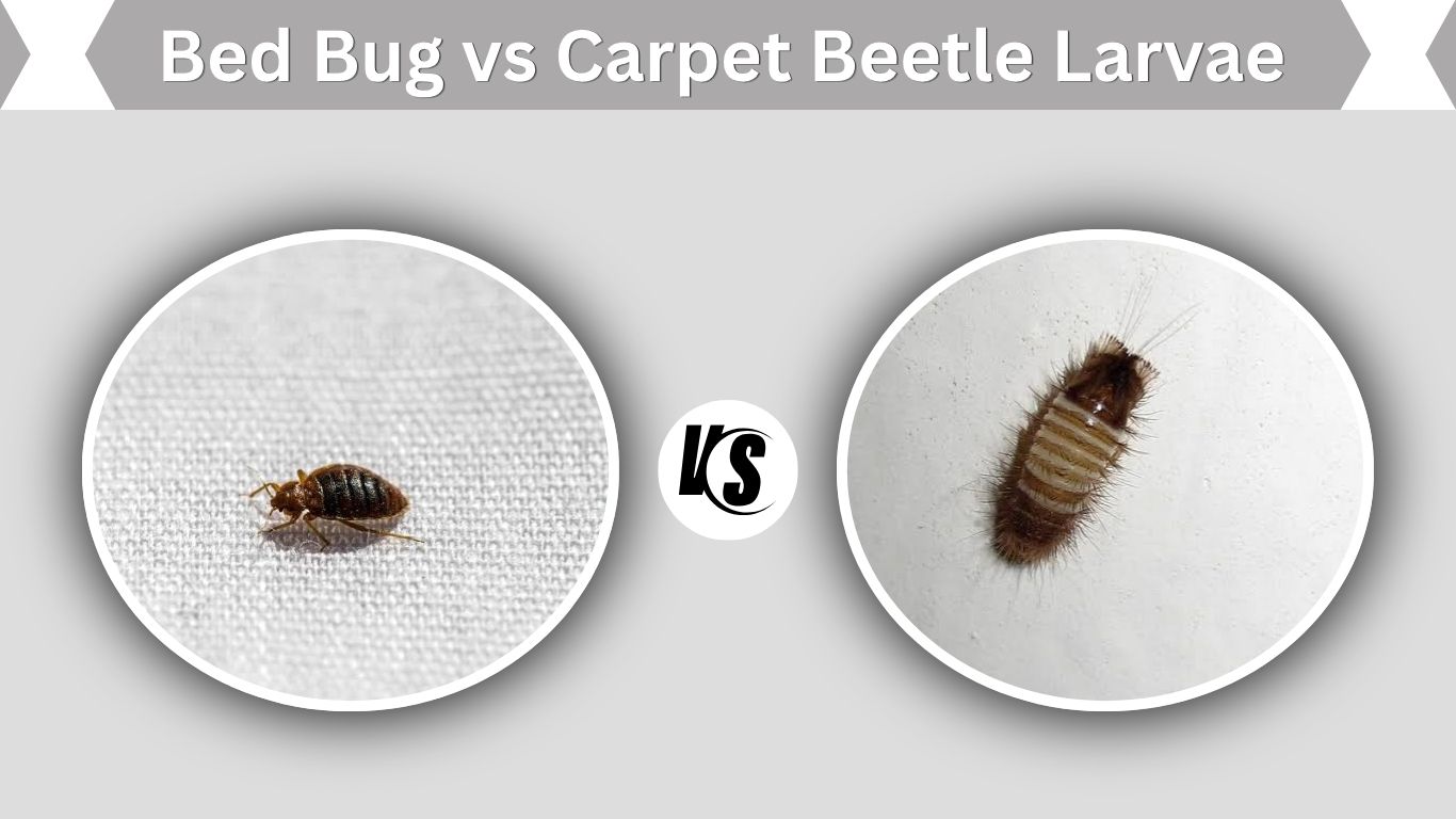 Bed Bug vs Carpet Beetle Larvae: 7 Key Differences