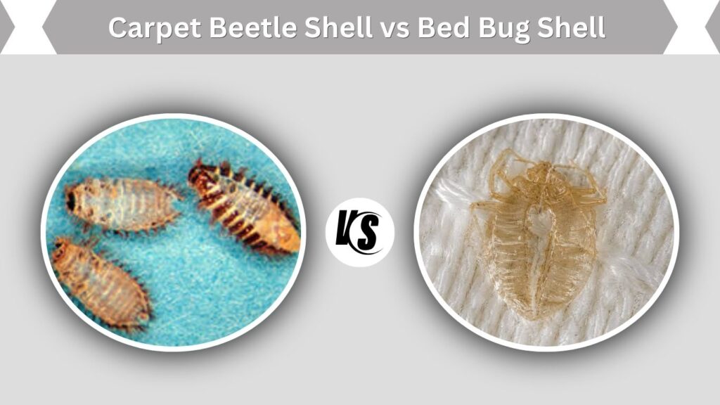 Carpet Beetle Shell vs Bed Bug Shell