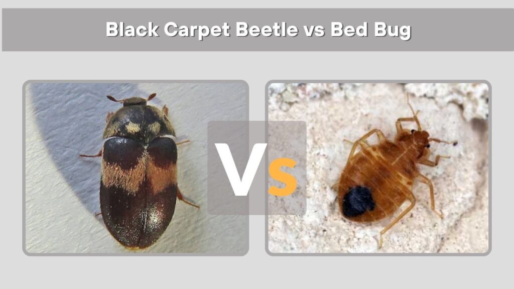 Black Carpet Beetle vs Bed Bug