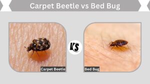 Carpet Beetle vs Bed Bug: 7 Key Differences
