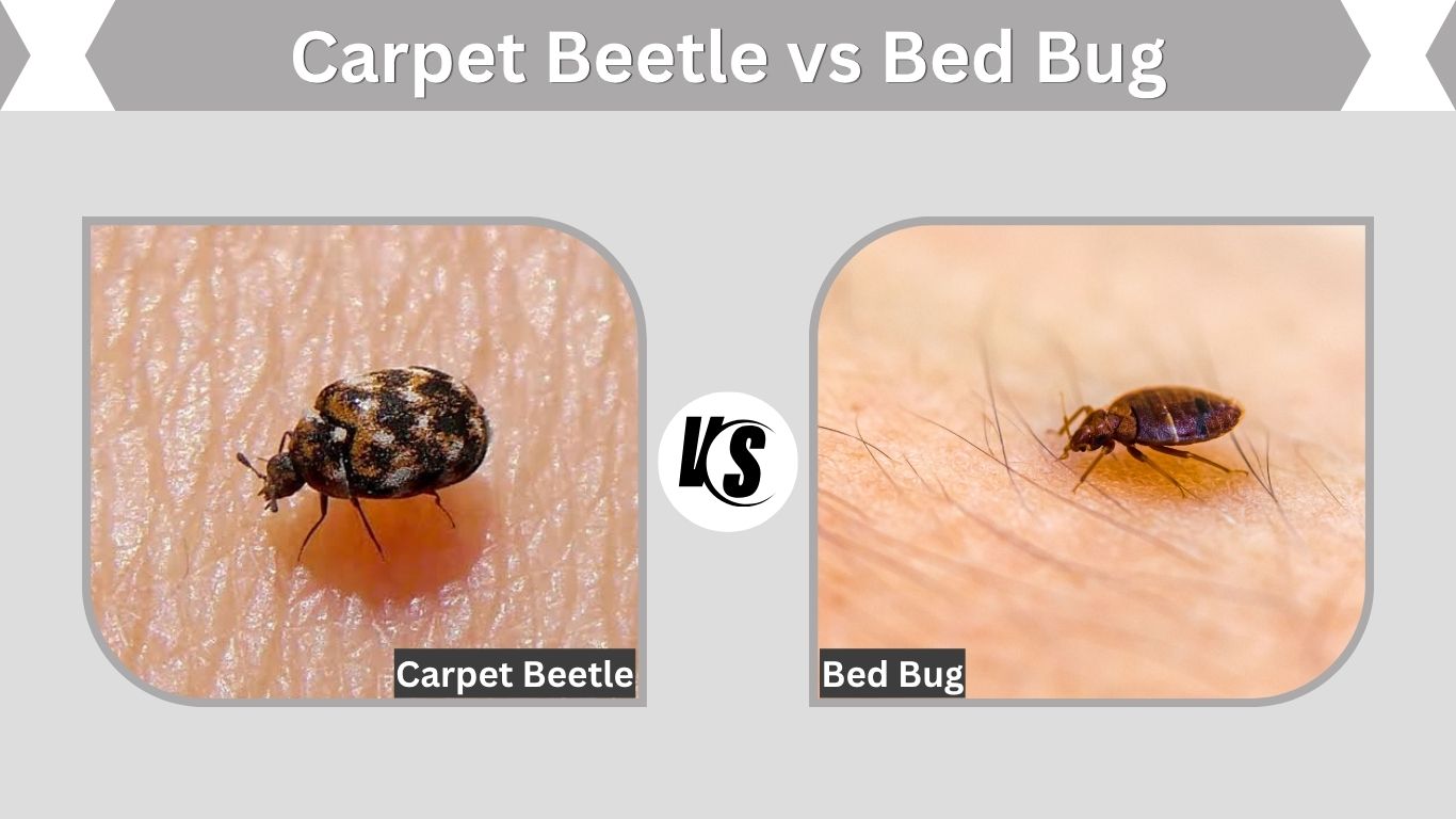 Carpet Beetle vs Bed Bug: 7 Key Differences