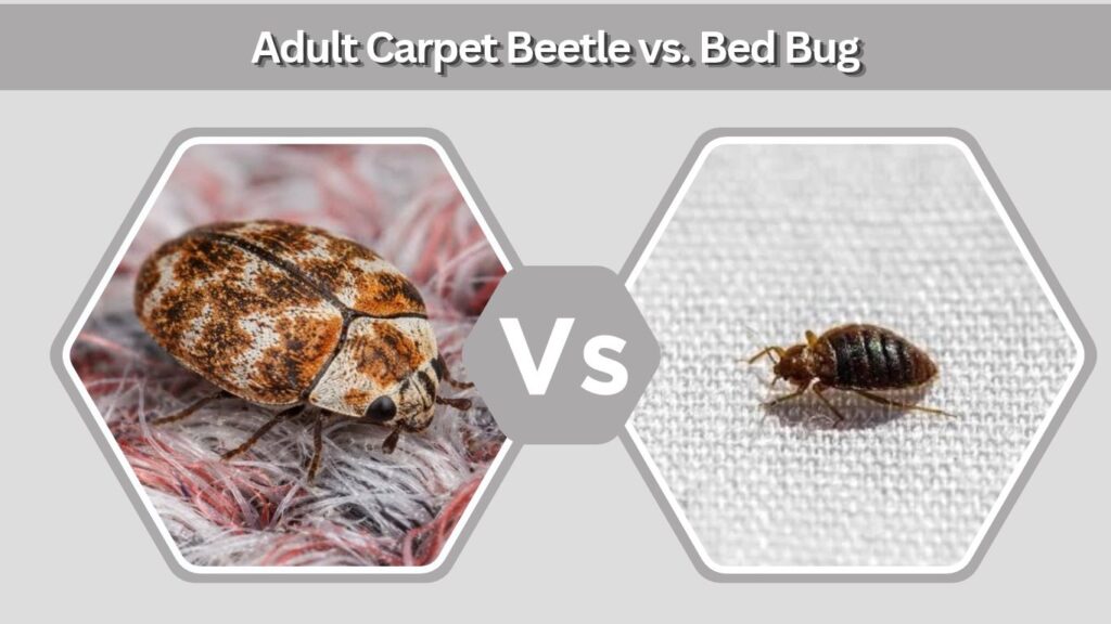 Adult Carpet Beetle vs. Bed Bug